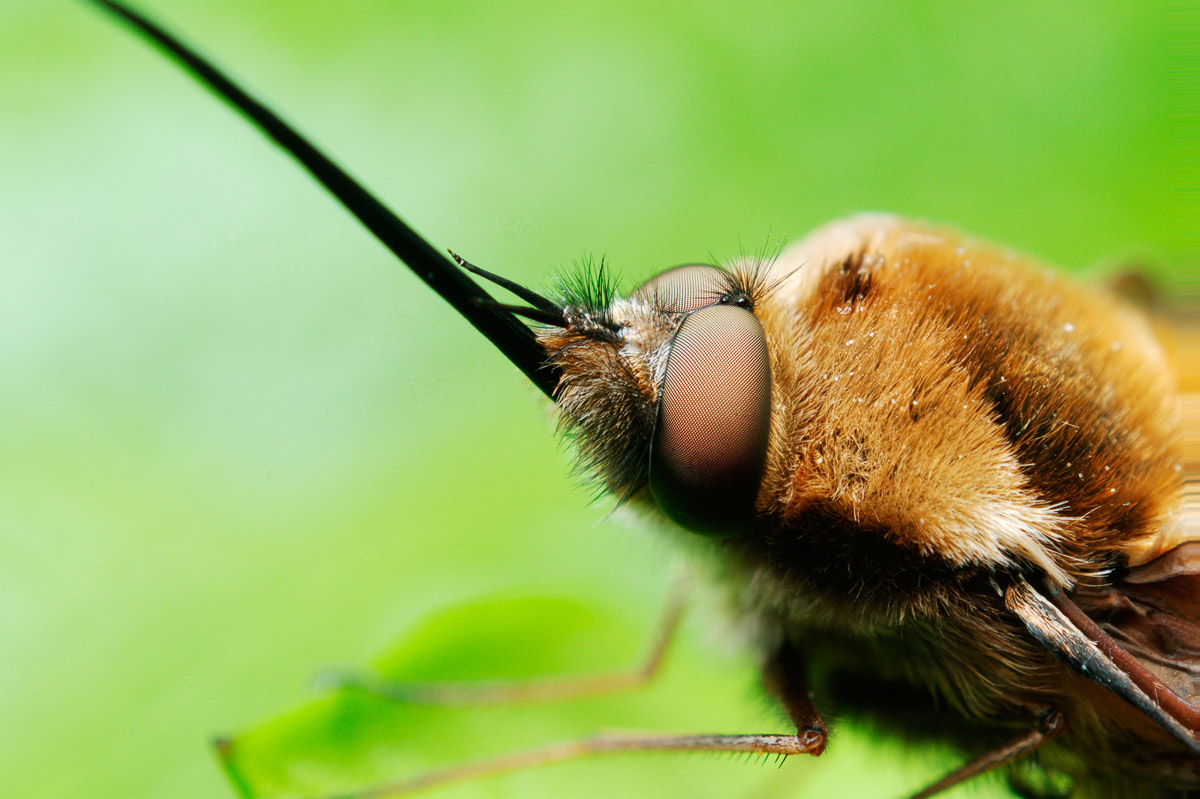 Bombylius Major