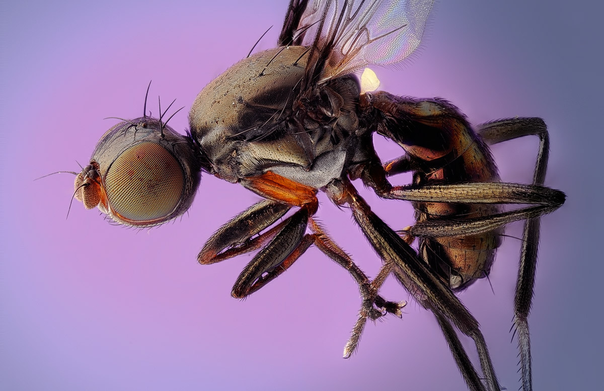 Sepsidae