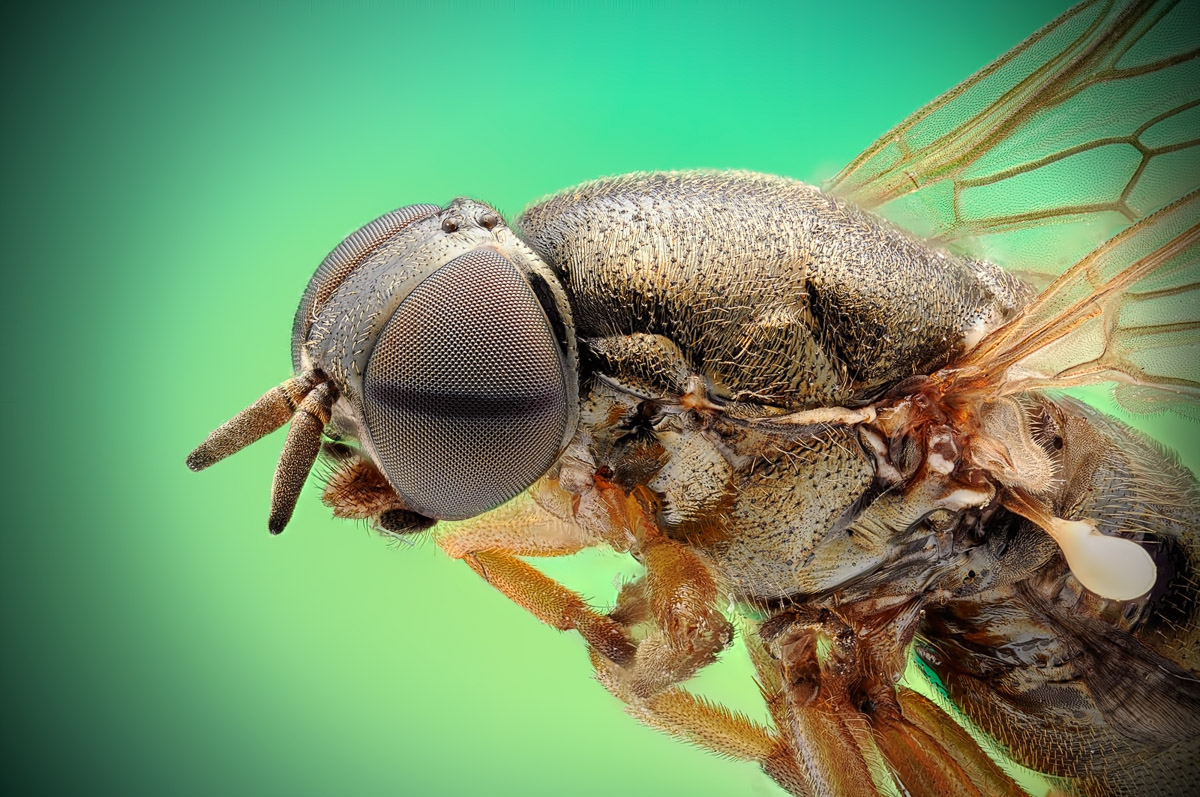 Diptera