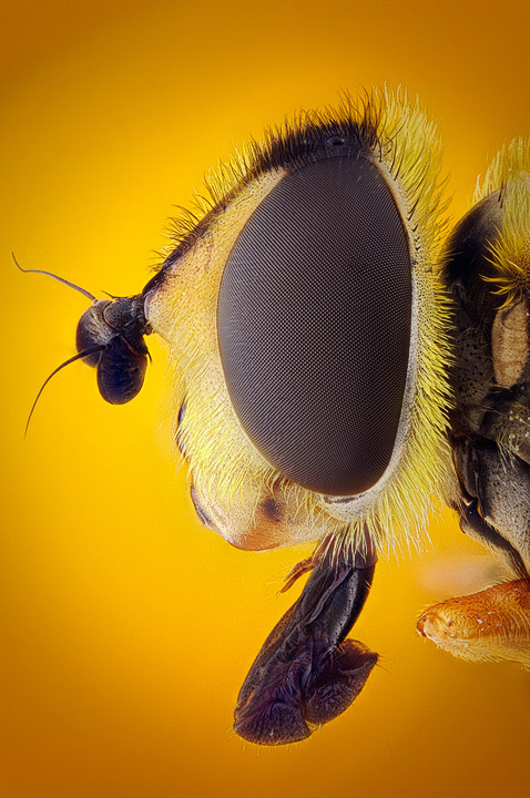 Hoverfly