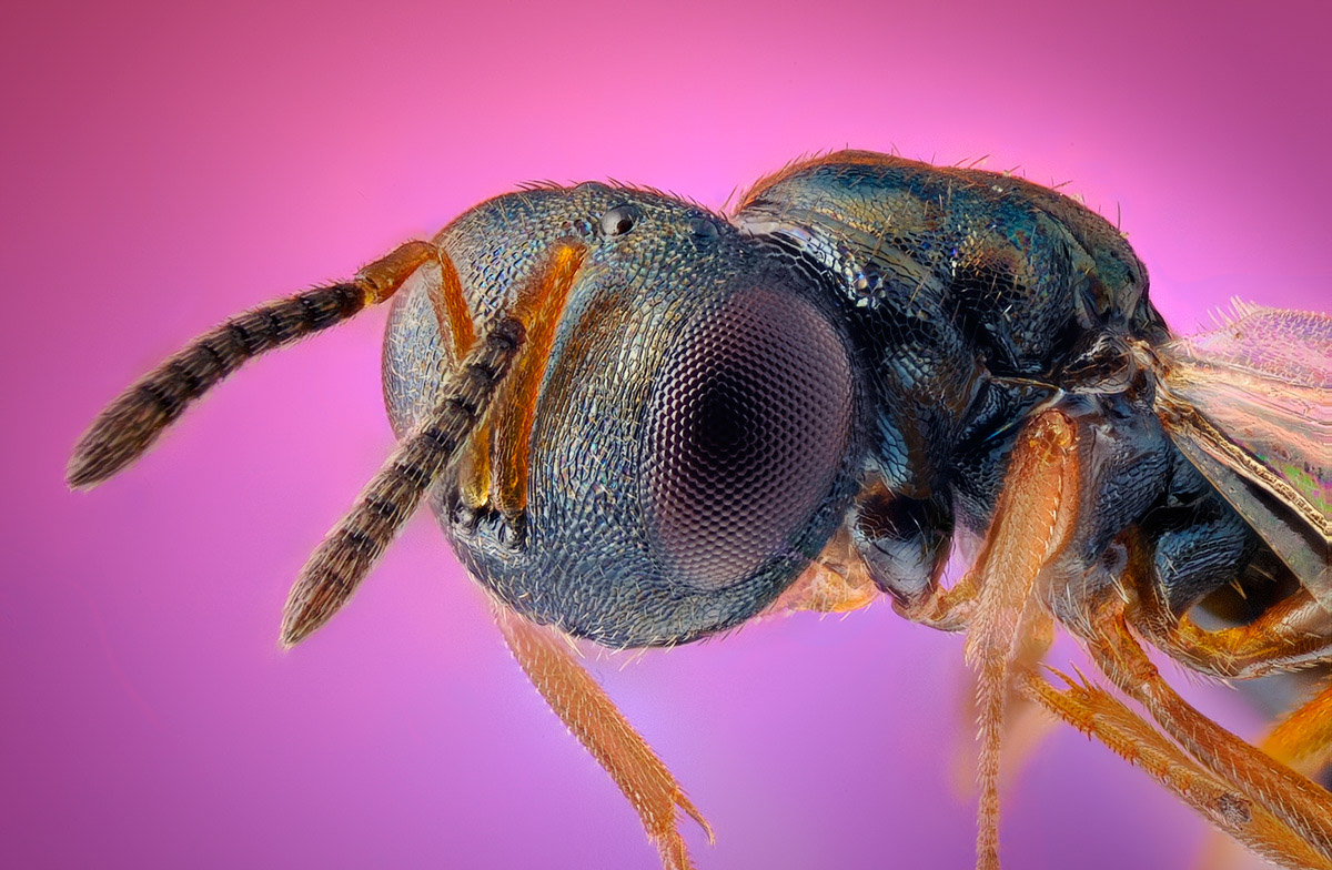 Chalcidoidea