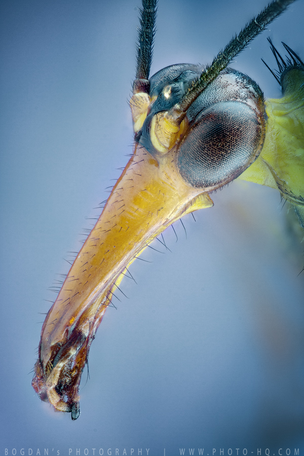 Musca scorpion (cap)