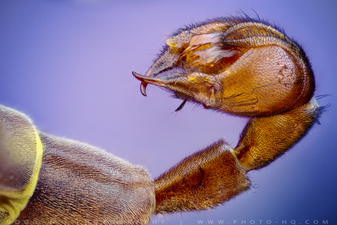 Musca scorpion (coada)