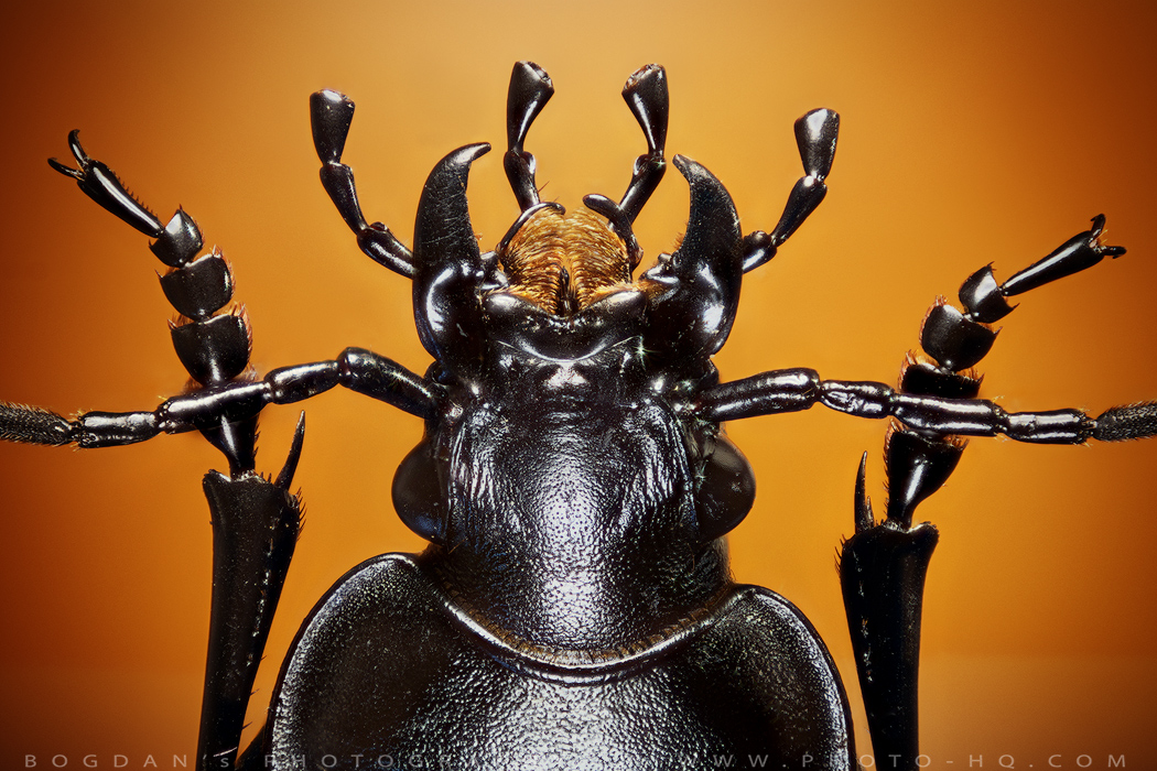 Carabus (3)