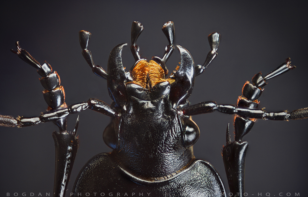 Carabus (2)