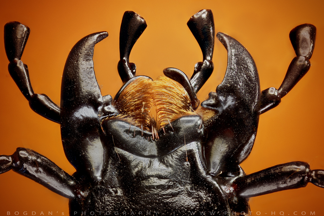 Mandibula carabus