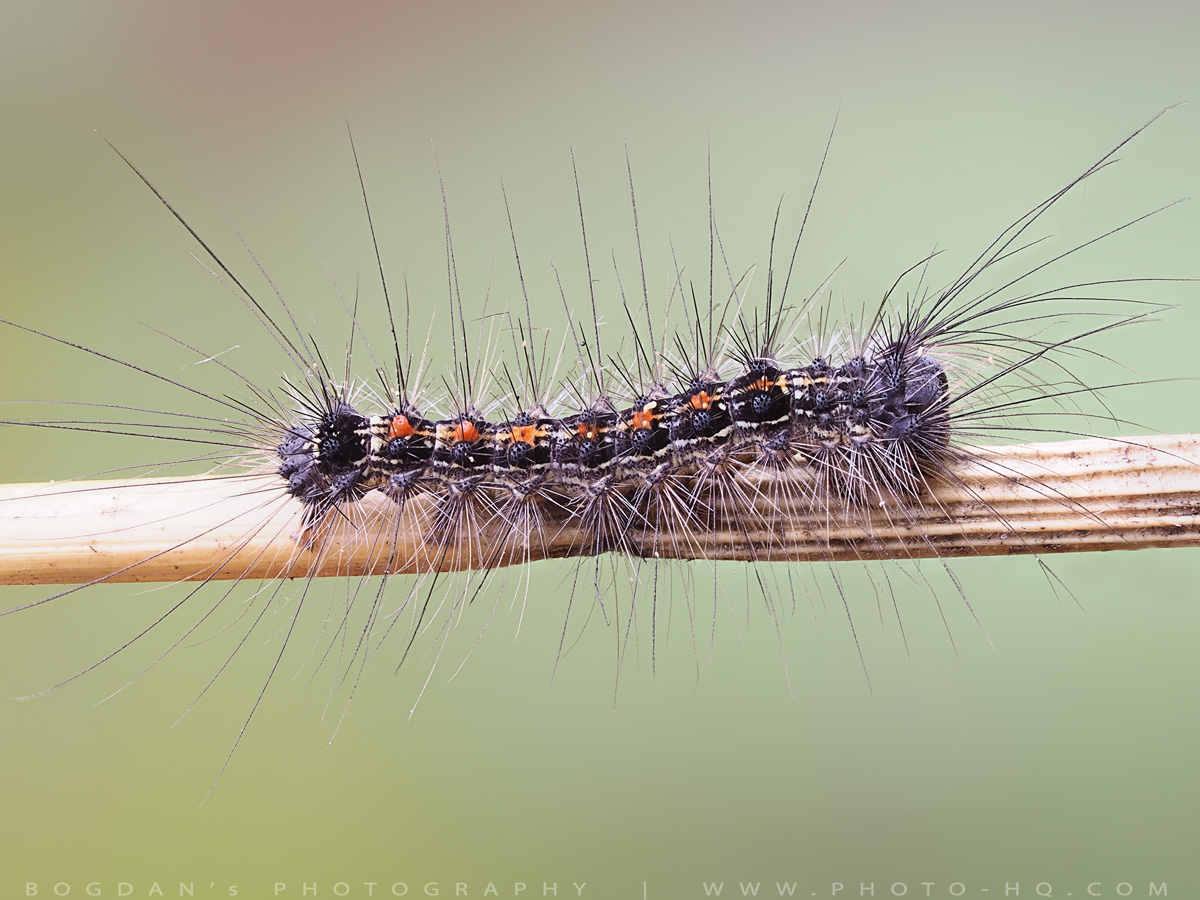 Lymantria dispar larva