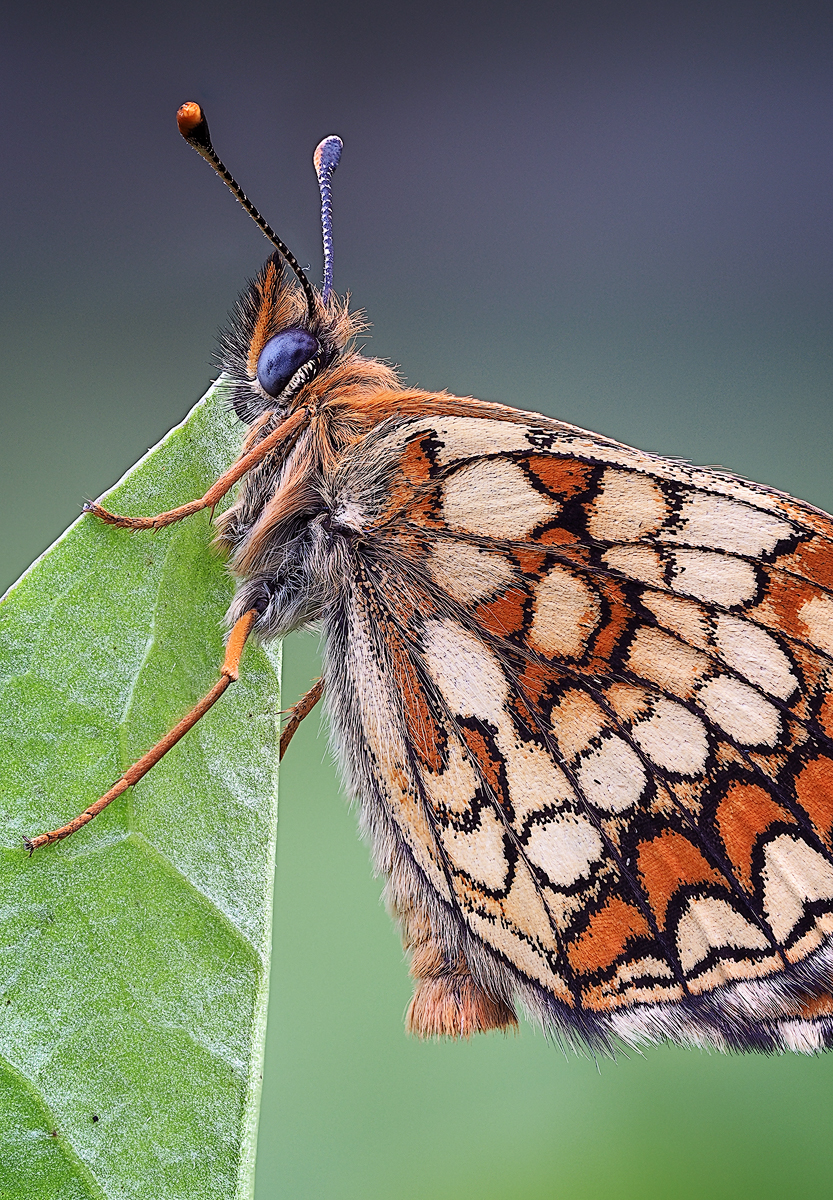 Melitaea britomartis